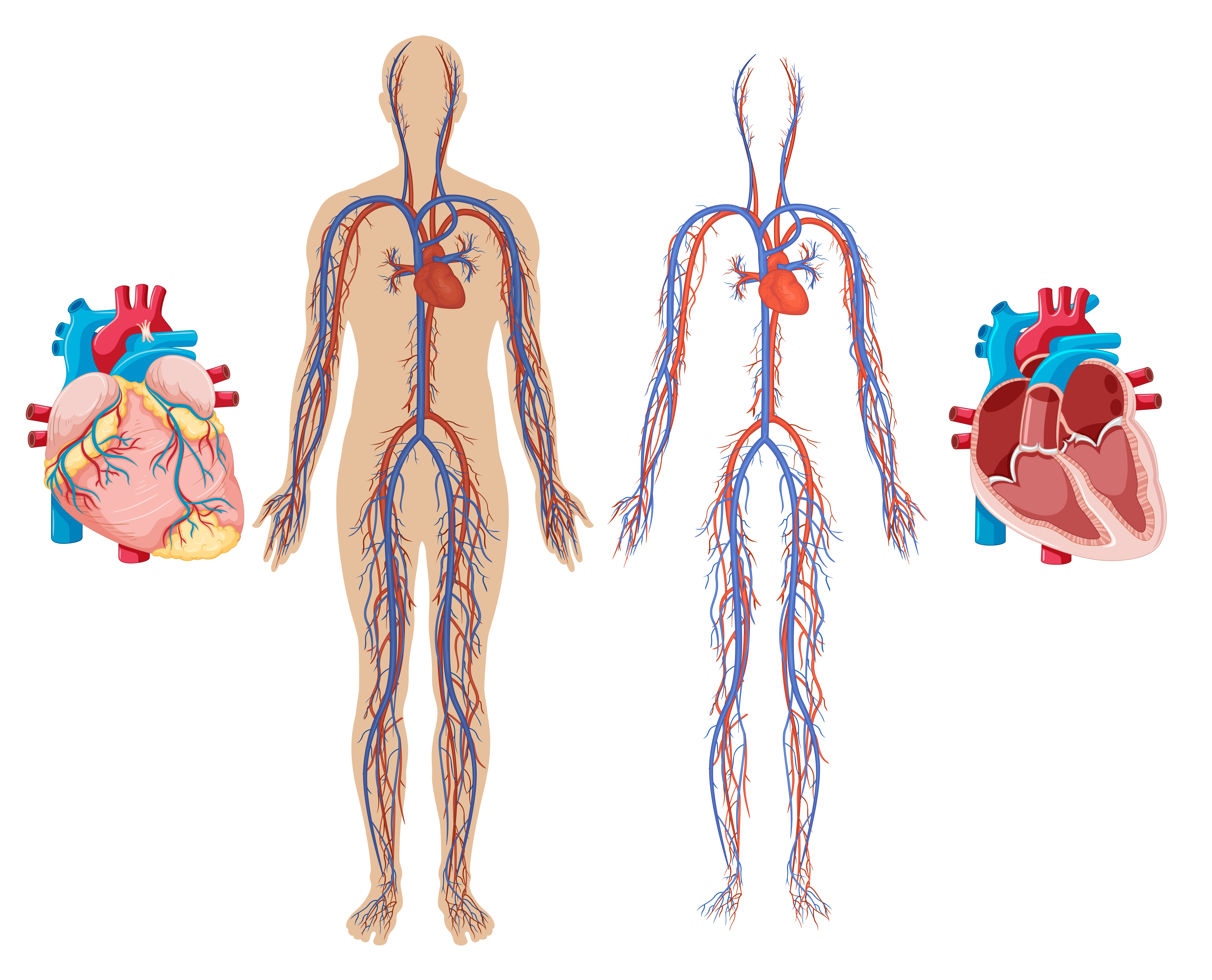 La bicicletta elettrica ha un impatto positivo sul sistema cardio
